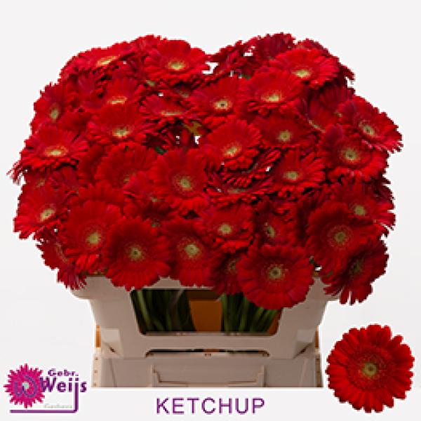 Vollsortiment Gerbera midi KETCHUP - 1 Stiel